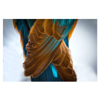 Fotografie Kingfisher Wing Detail Background Structure Feather, wWeiss Lichtspiele, 40 × 26.7 cm