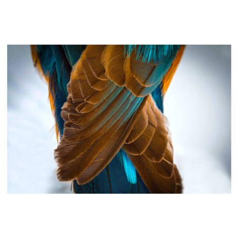 Umělecká fotografie Kingfisher Wing Detail Background Structure Feather, wWeiss Lichtspiele, (40