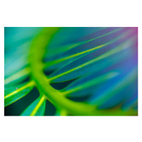 Fotografie Abstract Beautiful tropical green foliage focuses, Surasak Suwanmake, 40x26.7 cm