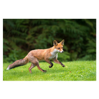 Fotografie Red fox cub running, James Warwick, 40 × 26.7 cm