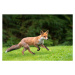 Fotografie Red fox cub running, James Warwick, 40 × 26.7 cm