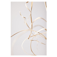 Fotografie Dried Grass Grey 02, Studio Collection, 26.7 × 40 cm