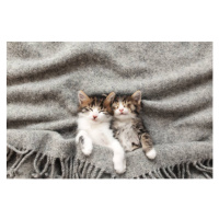 Fotografie Two little kittens sleep with their, Olena Ivanova, 40 × 26.7 cm