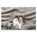 Fotografie Two little kittens sleep with their, Olena Ivanova, 40 × 26.7 cm