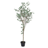 Umělý eukalyptus (výška 180 cm) Eucalyptus – Ixia