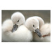 Fotografie Close-up of geese,Japan, Hisao Yamaguchi / 500px, 40 × 26.7 cm