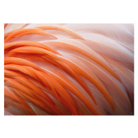 Fotografie Detail of Flamingo Feathers at Naples, Florida, Vicki Jauron, Babylon and Beyond Phot