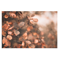 Fotografie autumn scene with orange leaves and blurred brown branches, gadost, 40 × 26.7 cm