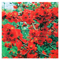 Kdoulovec nádherný 'Texas Scarlet' květináč 2,5 litru, výška 20/30cm, keř