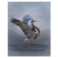 Fotografie The Great Blue Heron, Krystina Wisniowska, 30x40 cm