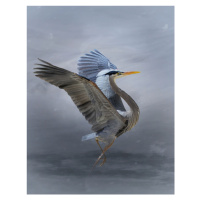 Fotografie The Great Blue Heron, Krystina Wisniowska, 30 × 40 cm