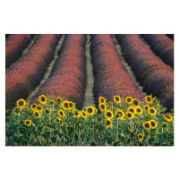 Fotografie Sunflowers, lavender, Valensole, Provence, France, David Clapp, 40 × 26.7 cm