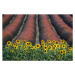 Fotografie Sunflowers, lavender, Valensole, Provence, France, David Clapp, 40 × 26.7 cm