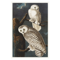 Obrazová reprodukce The Snowy Owl (Birds) - John James Audubon, (26.7 x 40 cm)