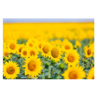 Fotografie Sunflower field, Alexander Spatari, 40 × 26.7 cm