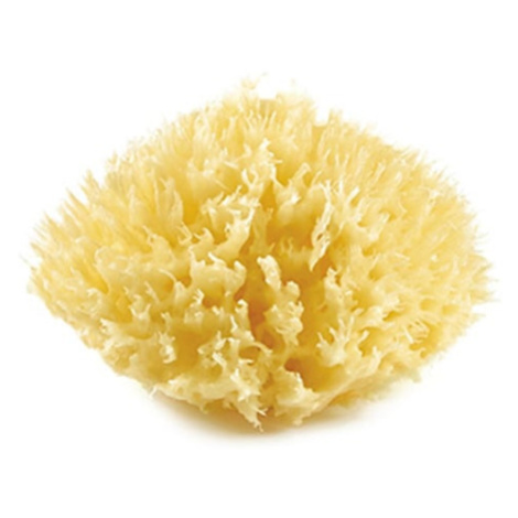 Mořská houba, Yellow Thermobaby