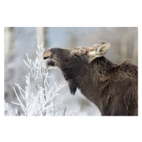 Fotografie Moose (Alces alces), DamianKuzdak, 40 × 26.7 cm