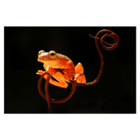 Fotografie Tree Frog, Abdul Gapur Dayak, 40 × 26.7 cm