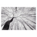 Fotografie A view of the tree crown, Tom Pavlasek, 40 × 26.7 cm