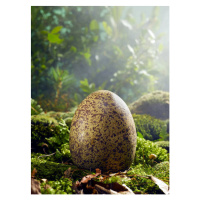 Ilustrace Large Egg in Woods Setting, Jeffrey Coolidge, 30 × 40 cm