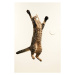 Fotografie Jumping cat, Akimasa Harada, 26.7 × 40 cm