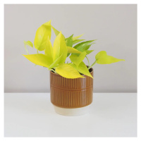 Pothos Epipremnum aureum ‘Neon’