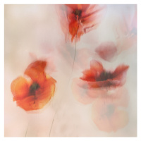 Ilustrace Painted poppies, Nel Talen, 40 × 40 cm