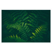 Fotografie Fern Background, Jasmina007, 40 × 26.7 cm