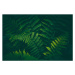 Fotografie Fern Background, Jasmina007, 40 × 26.7 cm