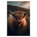 Fotografie Highland Cow With Big Horns, Treechild, (26.7 x 40 cm)