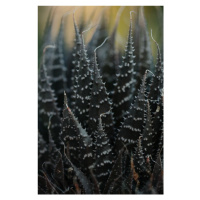 Fotografie Cactus leaves, Javier Pardina, 26.7x40 cm