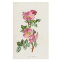 Obrazová reprodukce Sweet-Briar, Hulme, Frederick Edward, 24.6 × 40 cm