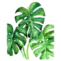 Ilustrace Watercolor monstera leaves, Blursbyai, (26.7 x 40 cm)