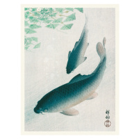 Obrazová reprodukce Two Carp Fish, Ohara Koson, 30 × 40 cm