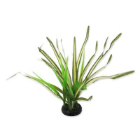 Rostlina REPTI PLANET travina Spartina 30 cm 1 ks