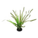 Rostlina REPTI PLANET travina Spartina 30 cm 1 ks