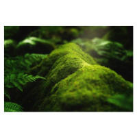 Fotografie Closeup shot of moss and plants, Wirestock, 40 × 26.7 cm