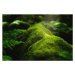 Fotografie Closeup shot of moss and plants, Wirestock, 40 × 26.7 cm