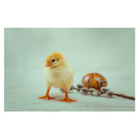 Ilustrace Close-up of baby chicken on table,Ukraine, Iryna Ortynska / 500px, 40 × 26.7 cm