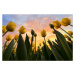 Fotografie Yellow Tulips, Merthan Kortan, 40x26.7 cm