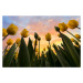 Fotografie Yellow Tulips, Merthan Kortan, 40 × 26.7 cm