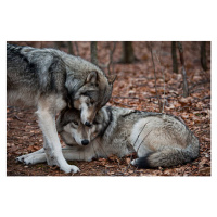 Fotografie Affectionate Grey Wolves, RamiroMarquezPhotos, (40 x 26.7 cm)