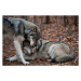 Fotografie Affectionate Grey Wolves, RamiroMarquezPhotos, 40x26.7 cm