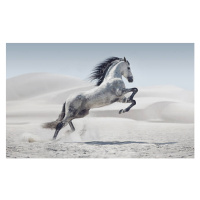 Umělecká fotografie Picture presenting the galloping white horse, carton_king, (40 x 24.6 cm)