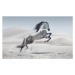 Fotografie Picture presenting the galloping white horse, carton_king, (40 x 24.6 cm)