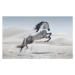 Fotografie Picture presenting the galloping white horse, carton_king, 40 × 24.5 cm