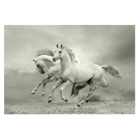 Fotografie white horses run, mari_art, 40 × 26.7 cm