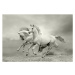 Fotografie white horses run, mari_art, 40 × 26.7 cm