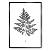 Dekoria Plakát Fern Grey, 50 x 70 cm, Ramka: Czarna