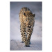 Fotografie Leopard Portrait, Kathleen Reeder Wildlife Photography, 26.7 × 40 cm